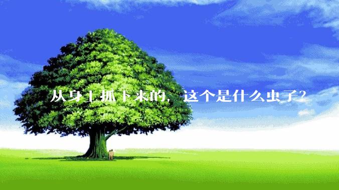 从身上抓下来的，这个是什么虫子？